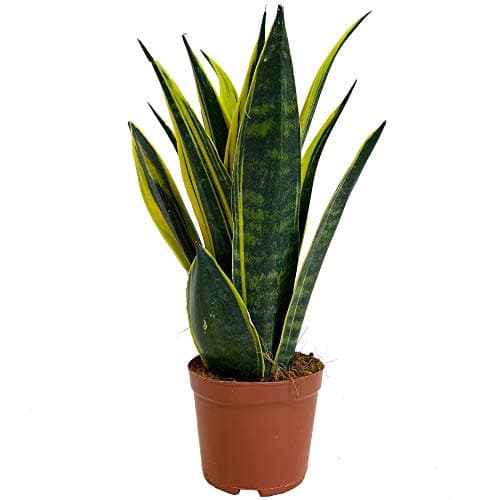 Sansevieria Goldene Flamme Pflanze für Zuhause und das Büro (30-40cm mit Topf)