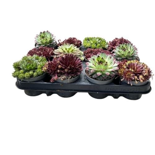 Winterharte Sempervivum Sukkulenten - pflegeleichte Zimmer- und Gartenpflanzen für Haushalte (12 Stück)