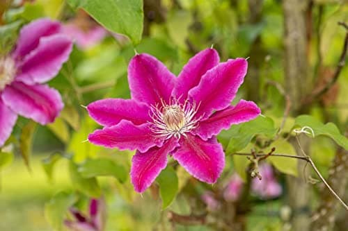 Clematis Hybride 'Dr. Ruppel' - pflegeleicht, zweifarbige rosa-weiße Blüten, ideal für Rankgerüste - Mai-September Blüte