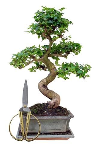 Genki-Bonsai Chinesischer Liguster 30–35 cm - pflegeleicht für Anfänger & Fortgeschrittene – 3-teiliges Komplettset mit
