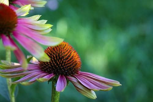 3 x Echinacea purpurea 'Green Twister' - Einzigartiges Farbspiel für den Garten - sehr Bienenfreundlich - Stauden Gänge