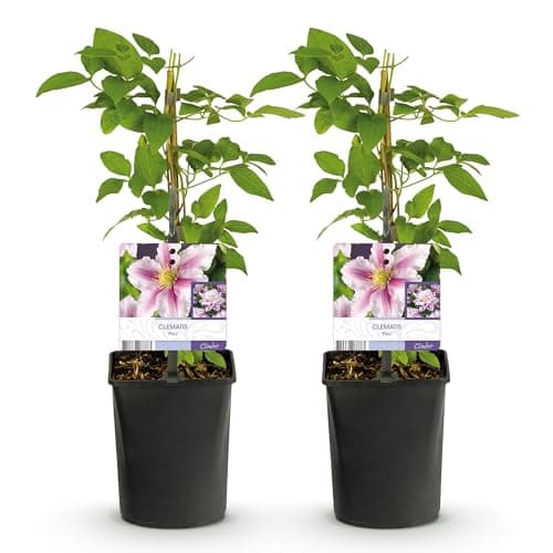 GreenboutiQ - Blüte rosa Clematis Piilu Kletterpflanze - Wenig Pflege - 2 Pflanzen - Topf 11cm Höhe 40cm

GreenboutiQ -