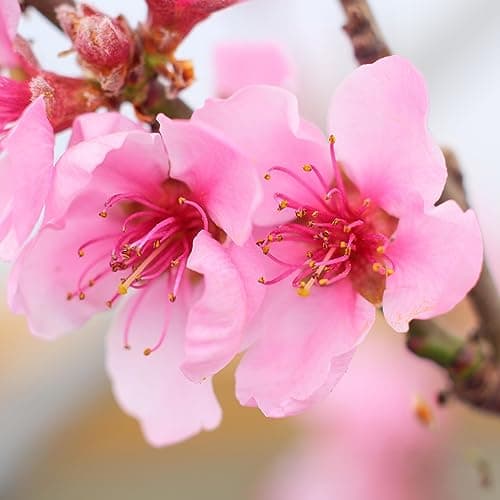 Prunus Pink Peachy Patio Baum, robust für den Garten, ideal für outset, blühender Baum im 3L Topf.