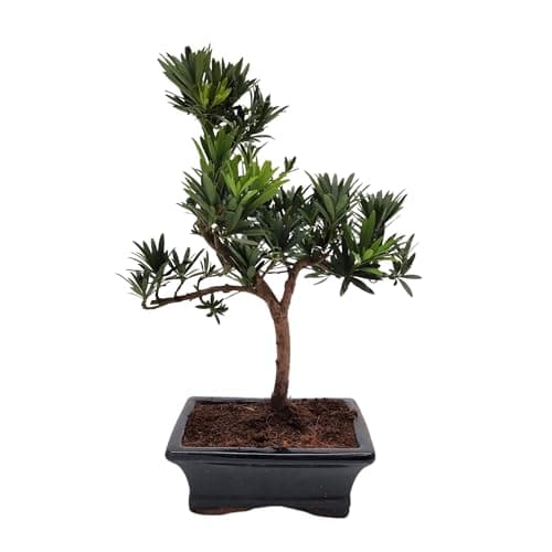 Bonsai Baum mit Keramik Blumentopf - Ligustrum, Ficus, Carmona, Podocarpus - für Indoor-Verwendung, perfekt für Büro und