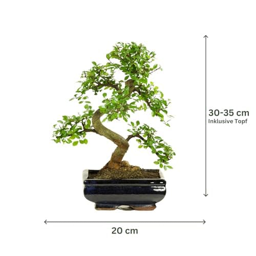 Bonsai mit Keramik Blumentopf - Pflegeleichter Indoor Bonsai für Anfänger & Profis, Dekorative Zimmerpflanze, Ideal für