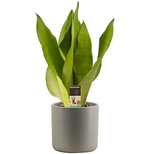 Sansevieria Moonshine - Die perfekte Schlangenpflanze für House und Office | Hochwertig getopft