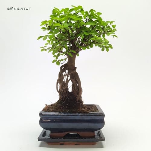 Bonsai Baum mit Keramik Blumentopf - Ulmen-Bonsai - perfekt für Wohnzimmerszene - ideales Geschenk - ideal für Anfänger
