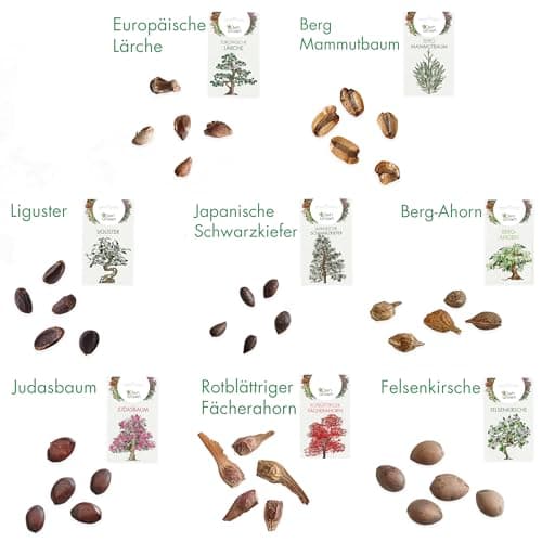 Premium Bonsai Samen Set mit 8 Bonsai Saatgut Sorten – 40 Samen für den Mini Garten und Zen Garten – Idealer Anfang für