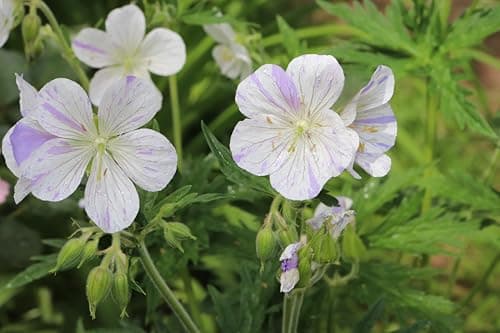 3 x Geranium pratense 'Splish Splash' von Stauden - Einzigartige Blüten mit verspieltem Farbverlauf für Bunte Storchschn