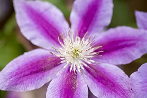 Clematis Hybride 'Dr. Ruppel' - pflegeleicht, zweifarbige rosa-weiße Blüten, ideal für Rankgerüste - Mai-September Blüte