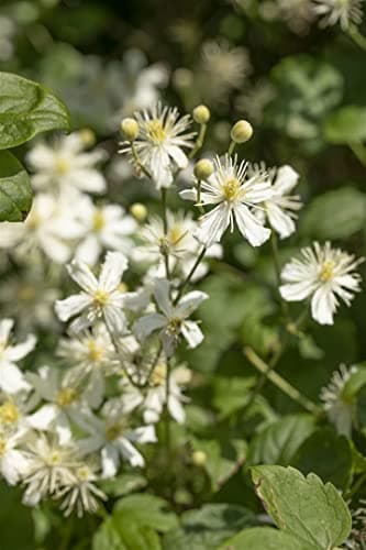 Clematis flammula 60-100 cm - Duft-Waldrebe,Blumenstrauch, ideal für Gartenanpflanzungen, bienenfreundlich, pflegeleicht