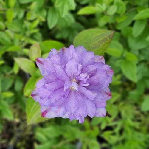 Clematis Großblütige Daniel Deronda 1L - Pflanze für Anfänger und professionelle Gärtner - Ideal für Kleingarten - Schön