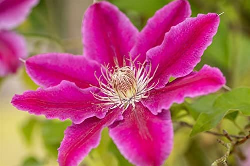 Clematis Hybride 'Dr. Ruppel' - pflegeleicht, zweifarbige rosa-weiße Blüten, ideal für Rankgerüste - Mai-September Blüte