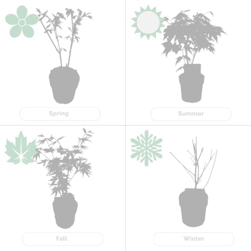 Bloomique - Mischung aus 4 Japanischen Ahornbäumen - Topfpflanzen für den Wintergarten - Winterhart - 20-30 cm hoch - 10