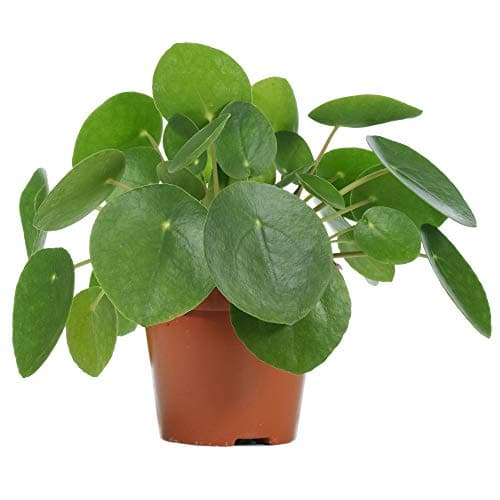 Premium Ufopflanze Pilea Peperomioides - Ideal für Zimmer und Büros (20-30 cm)
| Ufopflanze Pilea Peperomioides - Perfe