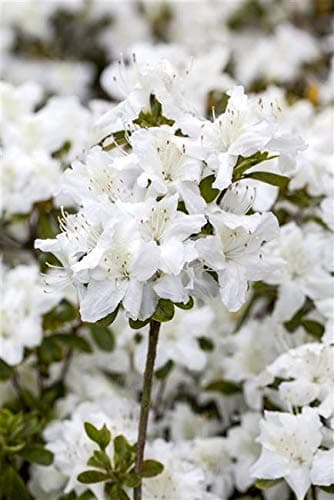 Rhododendron obt. 'Diamant Weiß' - japanische Azalee 20-25cm - perfekt für blumigere Fensterbänke und sonnige Terrassen