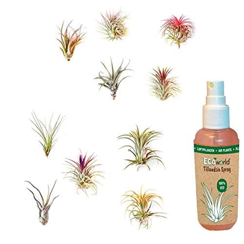 Ecoworld Ionantha Red Tillandsia - 3er Set - Pflegeleicht für Interieur - Stewardship Council - Rot - Luft Pflanze