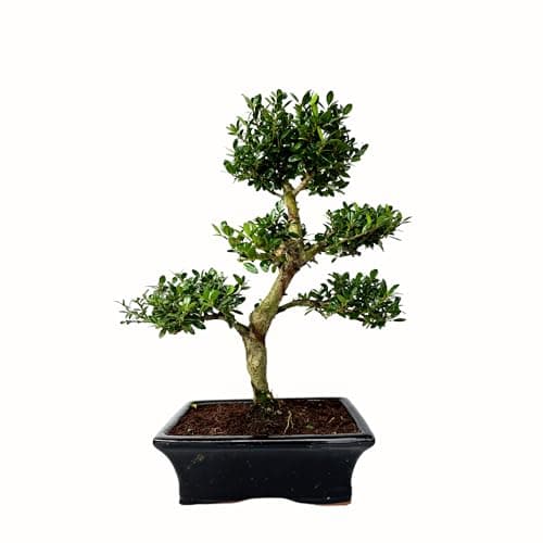 Bonsai Baum mit Keramik Blumentopf - Ligustrum, Ficus, Carmona, Podocarpus - für Indoor-Verwendung, perfekt für Büro und