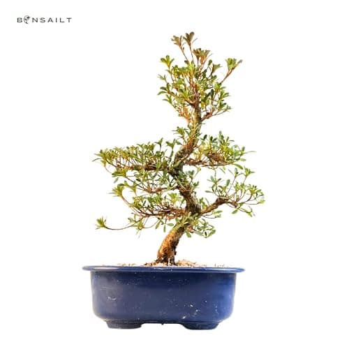 Satsuki Azalee Bonsai – Perfekter Anfänger – Winterhart – 18 cm Topf – Pflegeleicht – Blüht in Wunderschönen Farben  
Sa