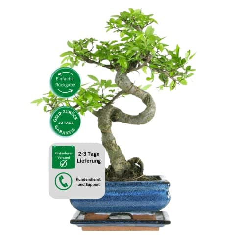 Bonsai Baum Chinese elm Keramik Blumentopf für Erwachsene - Gartenanlage - 15 cm Schale, 7 Jahre