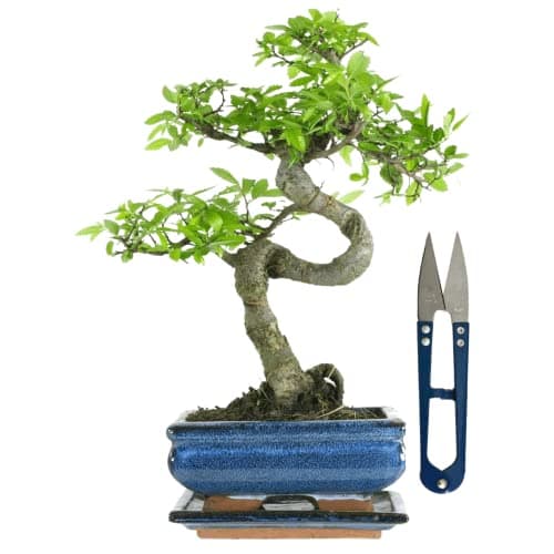 Bonsai Baum Chinese elm Keramik Blumentopf für Erwachsene - Gartenanlage - 15 cm Schale, 7 Jahre