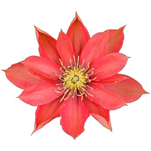 Clematis Zwiebeln, Mix Mehrjahrig, Kletterpflanzen im Topf - Lange Blütezeit, Winterharte Bienenfreundlich, Balkon Pflan
