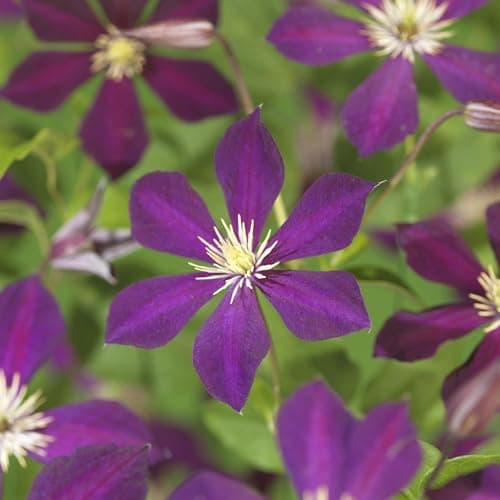 GreenboutiQ Kletterpflanze Clematis Mikelite - Blüte Lila - Wenig Pflege - Ideal für Anfänger - 2 Pflanzen - Topf 11cm H