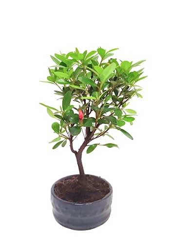 Bonsai Baum mit Keramik Blumentopf - Ligustrum, Ficus, Carmona, Podocarpus - für Indoor-Verwendung, perfekt für Büro und