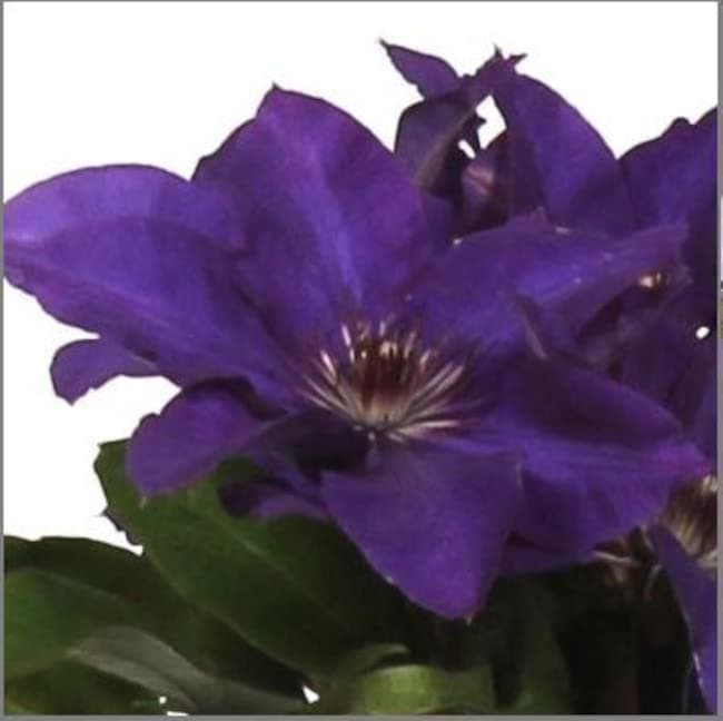 Clematis The President 60-80 cm – Blühstarke Waldrebe, ideale Kletterpflanze für Garten und Balkon, Winterhart & pflegel