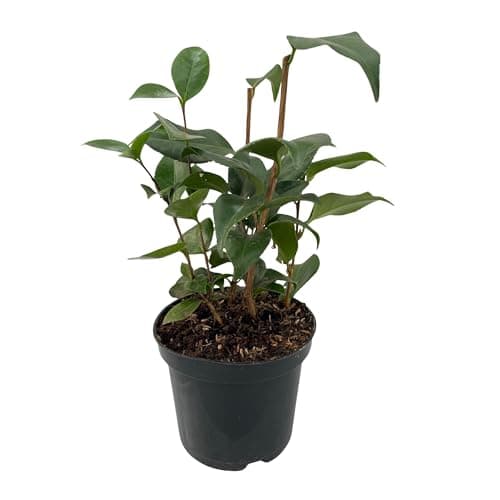 GreenboutiQ - Sträucher - Camelia japonica Tricolour - Rosa, Weiß und Rot Blüte - Immergrün Pflanze - Topf 15cm Hoch 30c