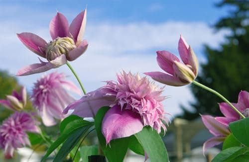 Clematis Hybride 'Josephine' - rosa gefüllte Blüten, Blütezeit Mai-September, bienenfreundlich