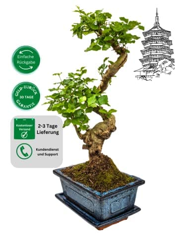 Zimmerbonsai Chinesischer Liguster - 10 Jahre alt, 25-35 cm hoch, Immergrün mit Auffangschale