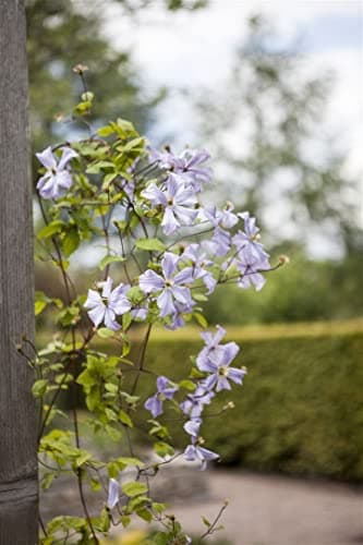 Clematis viticella 'Prince Charles' - Italienische Waldrebe, pflegeleicht, winterhart
| Clematis viticella 'Prince Char