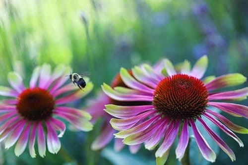 3 x Echinacea purpurea 'Green Twister' - Einzigartiges Farbspiel für den Garten - sehr Bienenfreundlich - Stauden Gänge