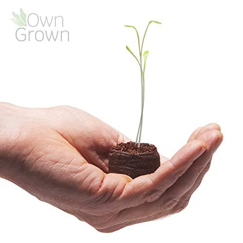 [OwnGrown - Sonnenblumen Samen Set] - Saatgut mit 6 Sorten, inkl. Riesige & Kleine Blüten – Blumen Geschenkbox für Garte