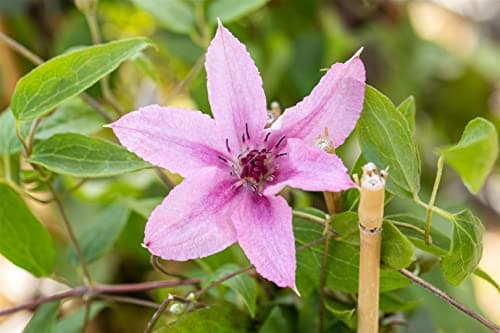 Clematis Hybrid 'Comtesse de Bouchaud' - pflegeleicht und winterhart, ideal für Rankgerüste, rosige Blüte Juni-September