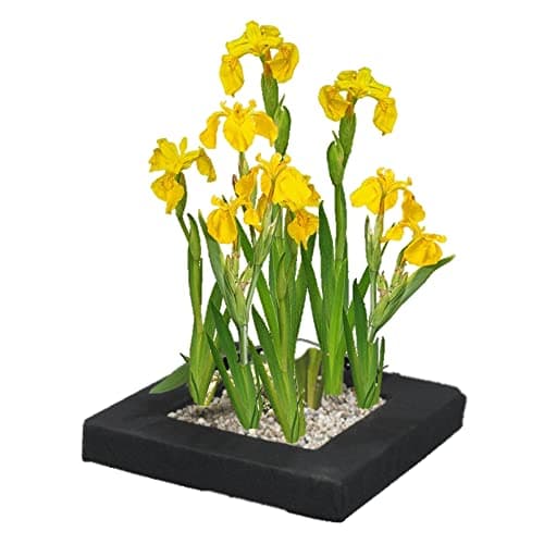 vdvelde.com - Bio Teichpflanzen Schwanenblume Schwimminsel - Nachhaltig aus eigener Gärtnerei - Ideal für familienfreund