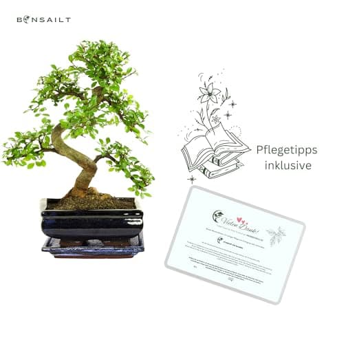 Bonsai Baum Ligustrum Keramik Blumentopf - Perfect für Sammler - Outdoor/Indoor - Mikrokrystallines Gerüst - 20cm Schale