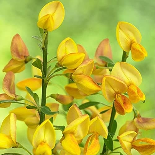 Cytisus 'Apricot Gem' - Blütenpflanze für warme Akzente im Frühling - Ideal für Gärten - 10 Stängel - Frühlingserstance
