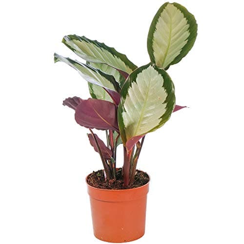 Calathea picturata 'Argentea' Topfpflanze für Zuhause mit einzigartiger Silbergrüner Blattfarbe und hohen Luftreinigungs