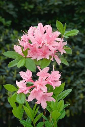 Rhododendron luteum 'Soir de Paris' - Azalee, rosa Blüten, winterhart
