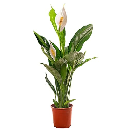 Spathiphyllum Friedenslilie, große Zimmerpflanze, ideal für jede Wohnung, neue Luftreinigerin in Ihrem Zuhause.
| Spath