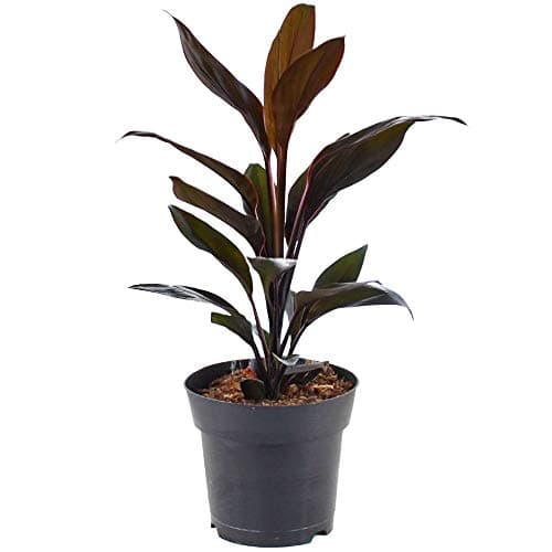 Cordyline Tango Keulenlilie fürs Zuhause und das Büro - Elegant und grün (30-40 cm mit Topf)