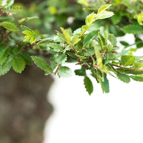 Bonsai Baum Ligustrum Keramik Blumentopf - Perfect für Sammler - Outdoor/Indoor - Mikrokrystallines Gerüst - 20cm Schale