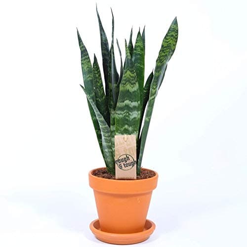 Sansevieria Schwarze Koral für Zuhause und Büro (30-40cm mit Topf)