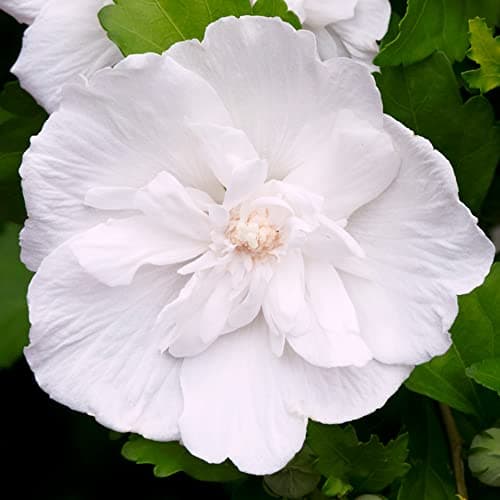 Hibiscus Syriacus White Chiffon + Blühender Gartenstrauch + Einheimische Pflanze | Sommerblüten im Garten | Zierstrauch