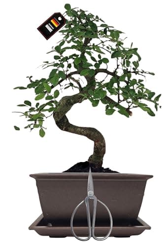 Genki-Bonsai Chinesischer Liguster 30–35 cm - pflegeleicht für Anfänger & Fortgeschrittene – 3-teiliges Komplettset mit