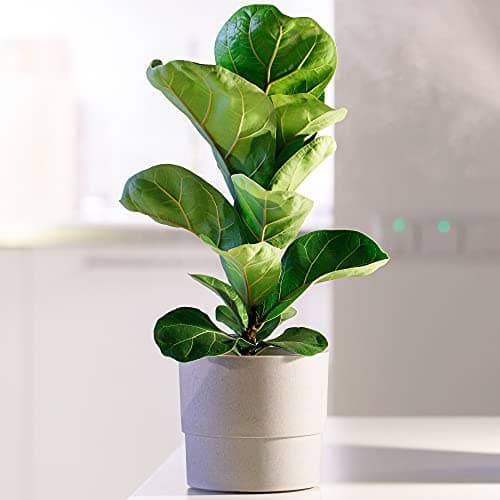 Immergrüner Ficus Lyrata - ideale Haus- oder Büropflanze 30-40cm zu verkaufen