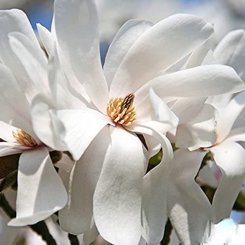 Magnolia Merrill, blühender laubabwerdender Strauch, für den Gartenbereich, ideal für den Outdoor-Garten, großzügige Blü