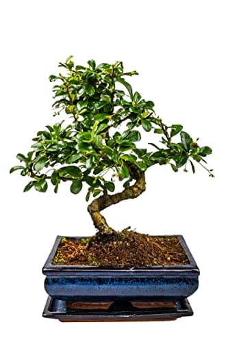 Bonsai Baum mit Keramik Blumentopf - Ligustrum, Ficus, Carmona, Podocarpus - für Indoor-Verwendung, perfekt für Büro und